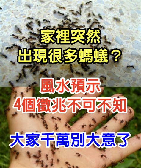 家裡突然出現大量螞蟻|為什麼浴室突然很多螞蟻？浴室螞蟻從牆壁或排水孔鑽。